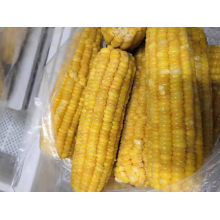 Frozen Sweet Corn on The COB High Quality